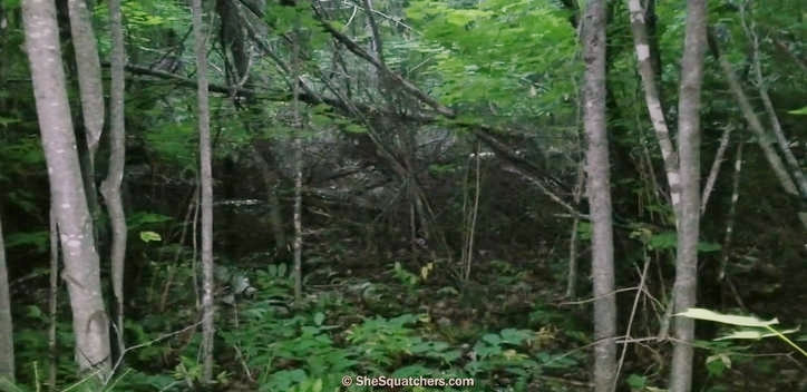 Remote Viewing Bigfoot & Cool Finds - SheSquatchers share actual video footage of approaching giant stick structure they found in 2017 - long view of rain shelter area - photo by: Jen Kruse - TheJourneyRadioShow.com 