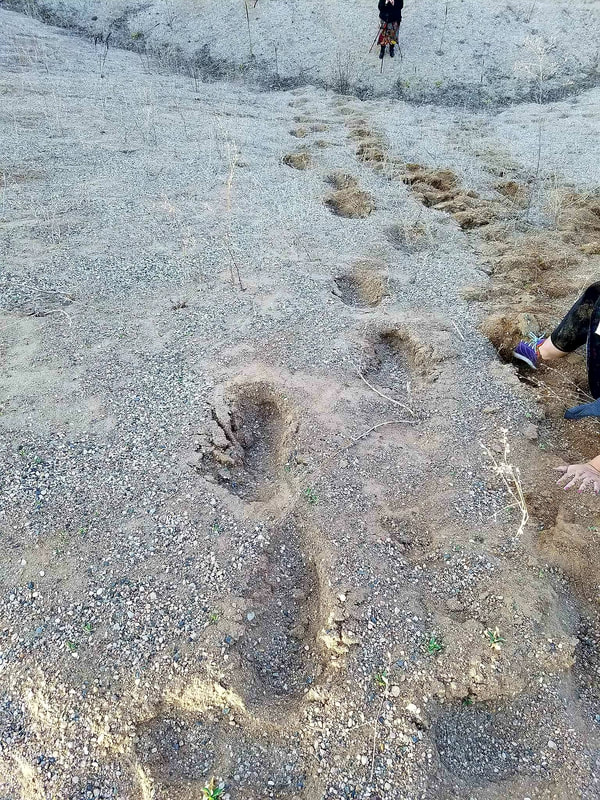 Ohio Night Stalkers - Bigfoot footprint trail SheSquatchers found in Minnesota - She-Squatchers - TheJourneyRadioShow.com 